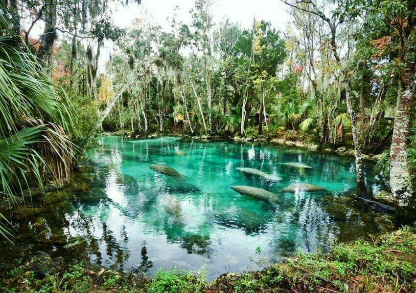Documenting Florida's Gators: Filming In Natural Springs Documenting Florida's Gators: Filming In Natural Springs