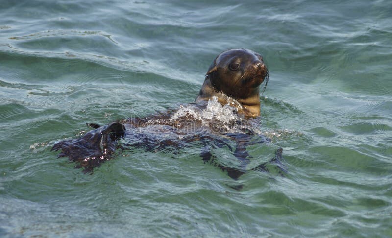 Elephant Seal In Cape Town Suburb Causes Traffic Chaos Elephant Seal In Cape Town Suburb Causes Traffic Chaos