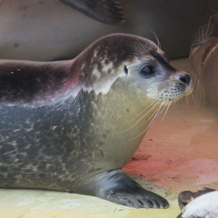 End Of An Era: Pieterburen's Seal Rescue Center Releases Its Last Seals And Closes End Of An Era: Pieterburen's Seal Rescue Center Releases Its Last Seals And Closes