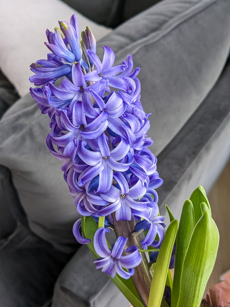 Ensure Stunning Hyacinth Blooms: The Perfect Planting Schedule