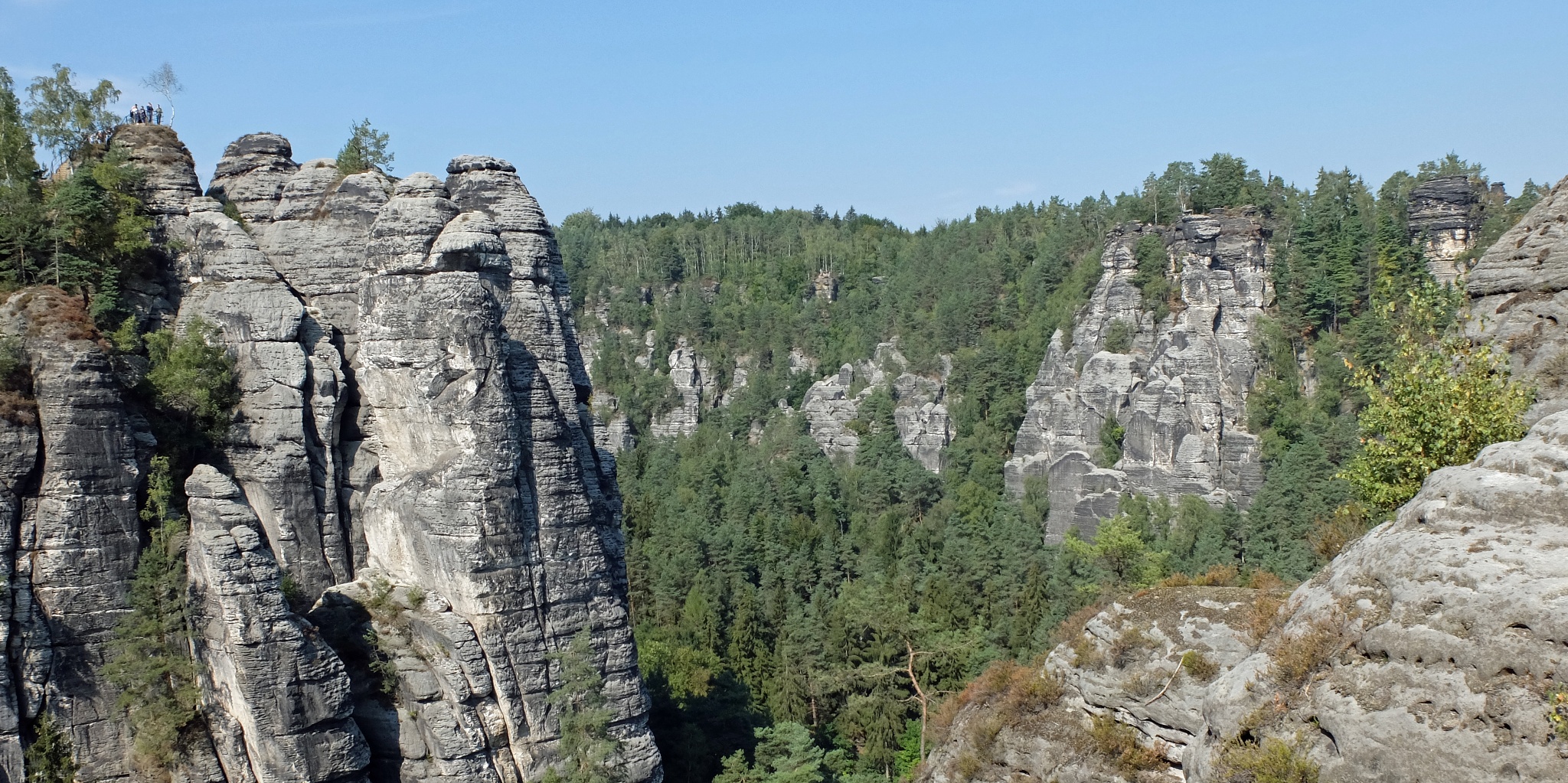 Erfolgreiche Wiederaufforstung: 190.000 Bäume Im Nationalpark Sächsische Schweiz Erfolgreiche Wiederaufforstung: 190.000 Bäume Im Nationalpark Sächsische Schweiz