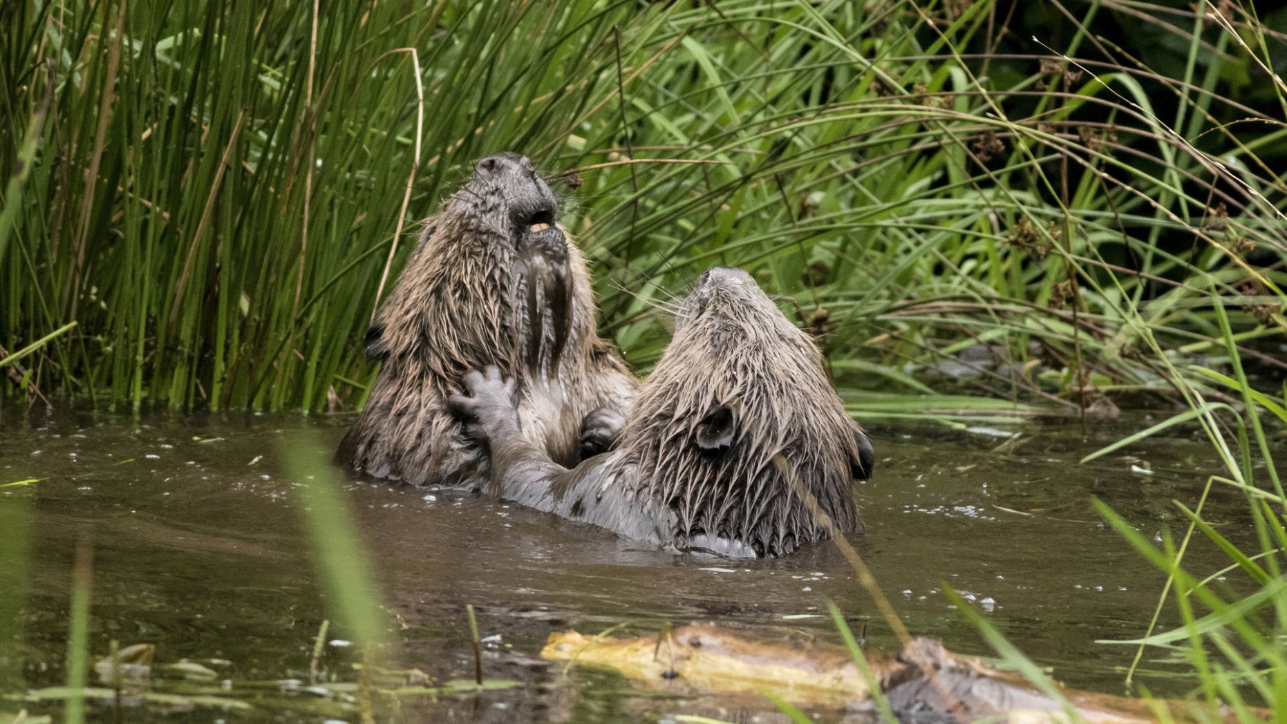 Évaluation De L'ingénierie Des Castors Dans Deux Cours D'eau Drômois Évaluation De L'ingénierie Des Castors Dans Deux Cours D'eau Drômois