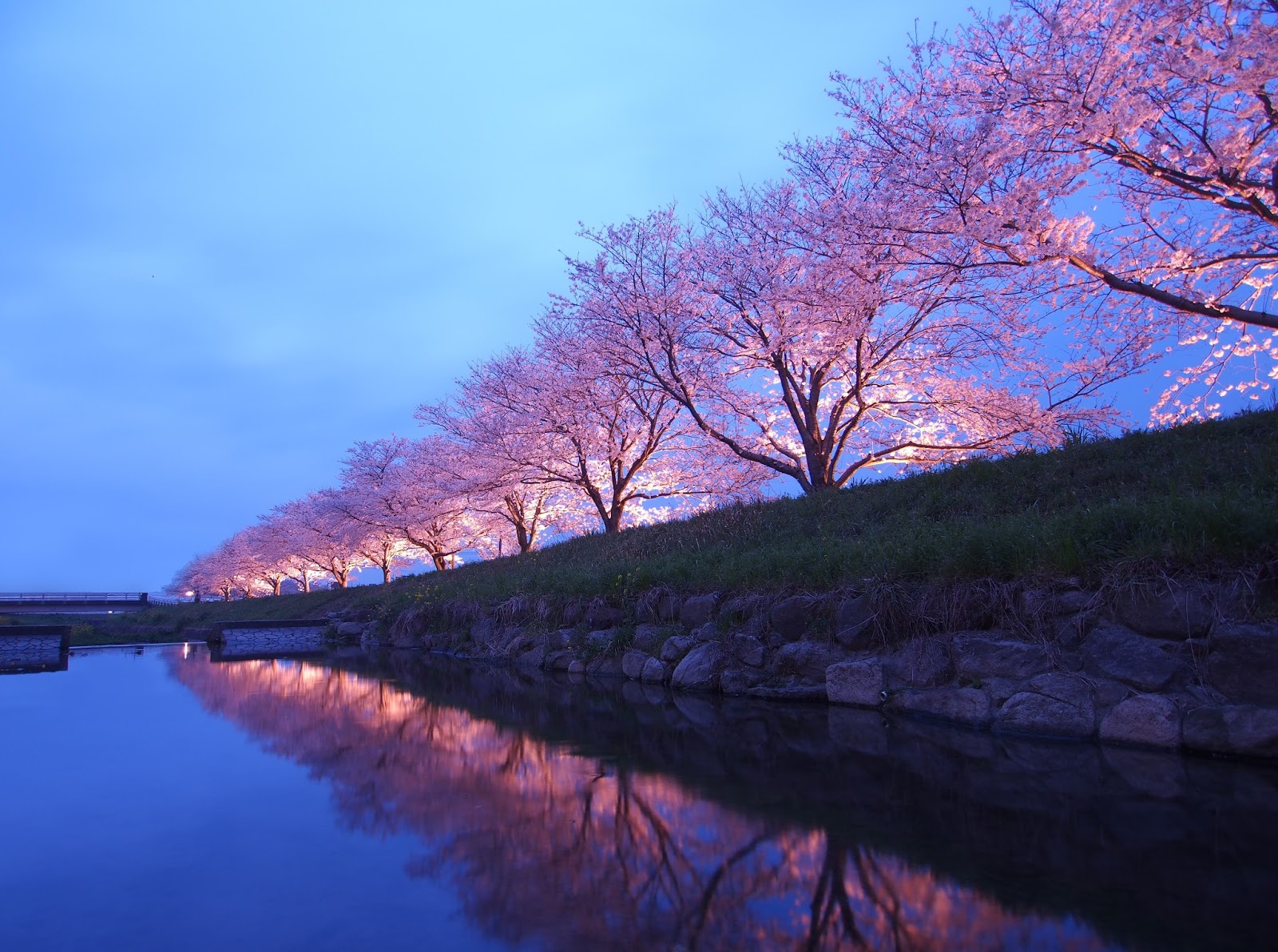 Experience Japan's Cherry Blossoms: A Springwatch Guide Experience Japan's Cherry Blossoms: A Springwatch Guide