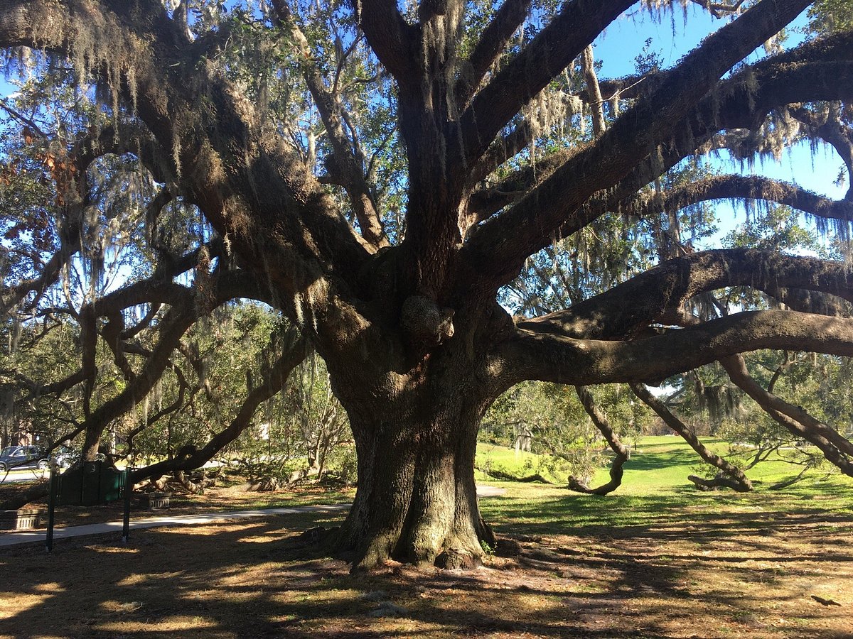 Experience Orlando's Longest-Running Arts Festival: The Fringe In Loch Haven Park Experience Orlando's Longest-Running Arts Festival: The Fringe In Loch Haven Park