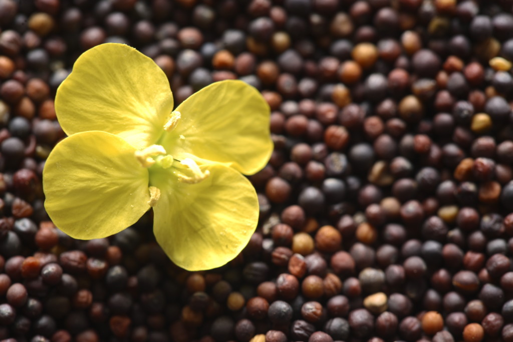 Exploring Alternative Canola Suppliers: China's Post-Canada Approach Exploring Alternative Canola Suppliers: China's Post-Canada Approach