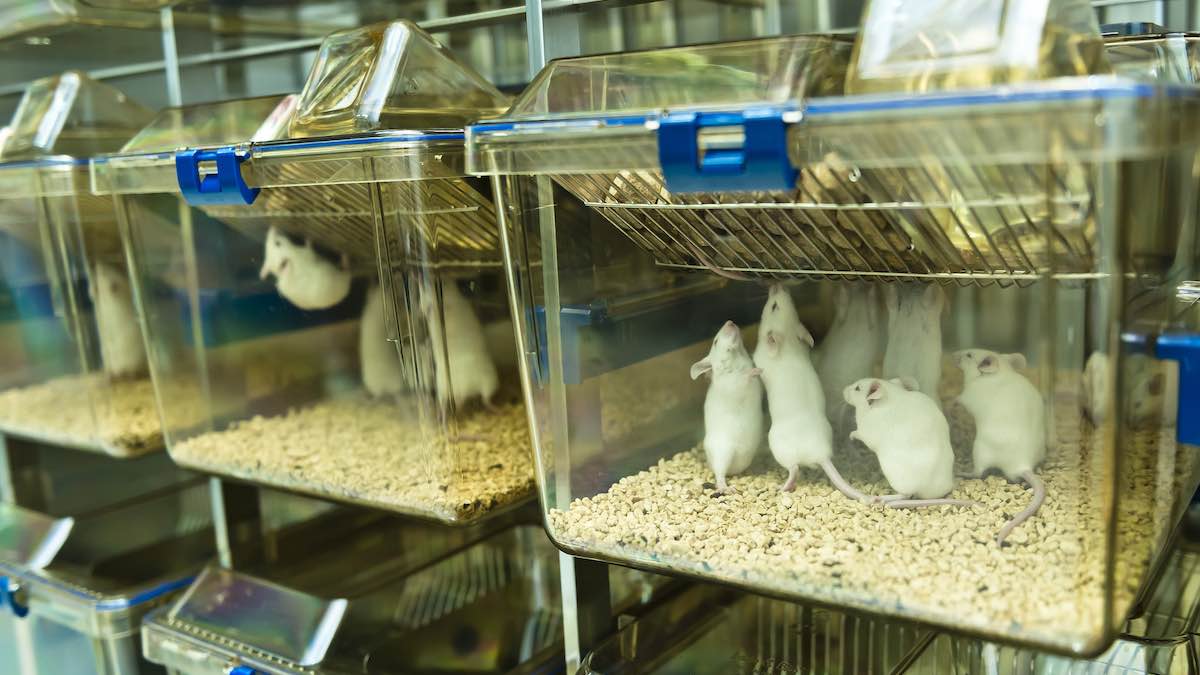 Exploring The Truth About US Funding In Transgender Animal Research Exploring The Truth About US Funding In Transgender Animal Research