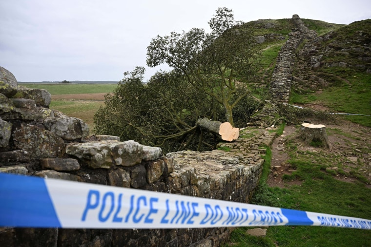 Felling Of Sycamore Gap Tree: Court Case Conclusion Felling Of Sycamore Gap Tree: Court Case Conclusion