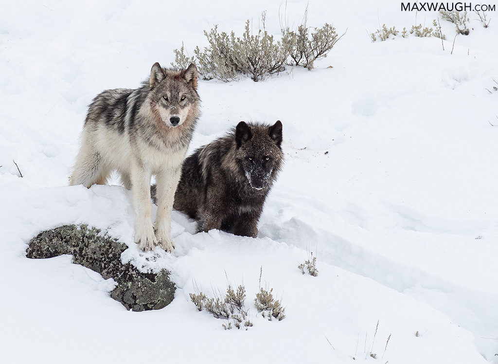First Look: Lost Wolves Of Yellowstone Documentary Trailer First Look: Lost Wolves Of Yellowstone Documentary Trailer