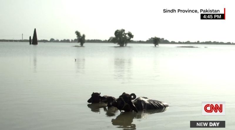 Flooding: A Grave Threat To Livestock And Farms Flooding: A Grave Threat To Livestock And Farms