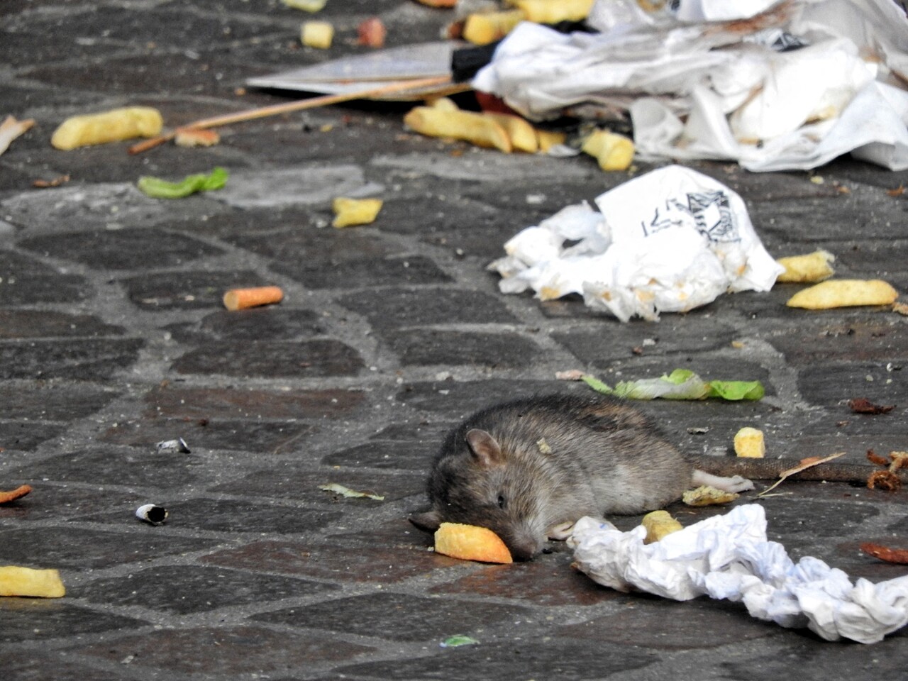 Florange : Manque De Remplacement Et Problème De Rats À L'École Bouton D'Or Florange : Manque De Remplacement Et Problème De Rats À L'École Bouton D'Or