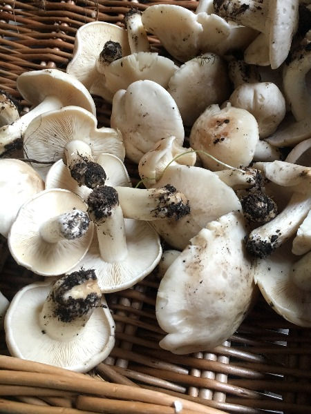 Foraging Focus: A Carrot Relative With Delicious Roastable Roots
