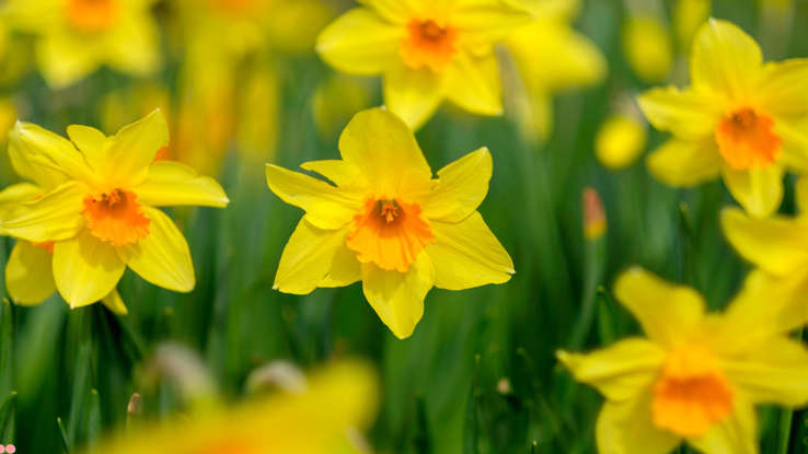 Get Gorgeous Hyacinth Blooms:  A Simple Planting Guide