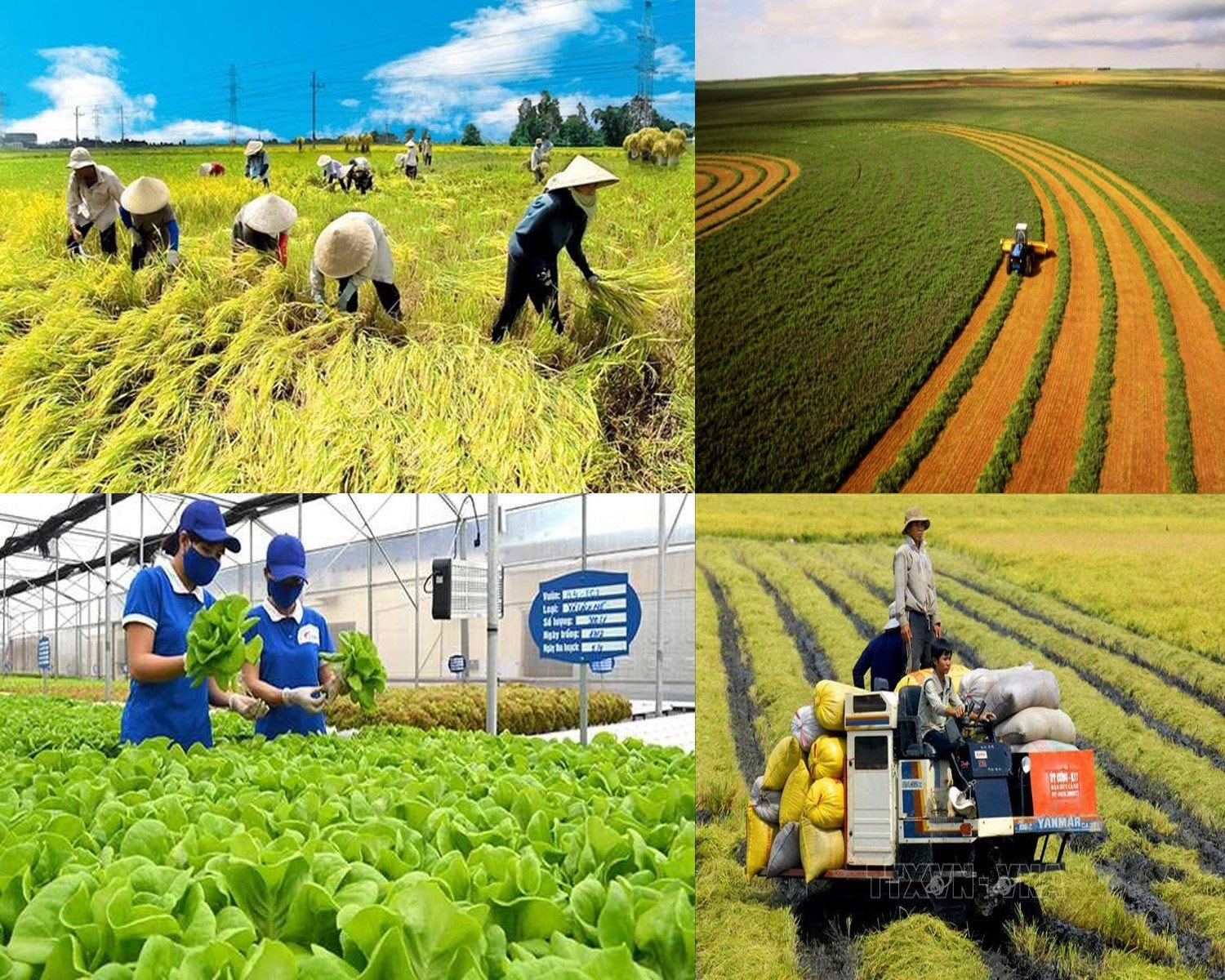 Giá Tiêu Lên Cao: Cơ Hội Và Thách Thức Cho Người Trồng Tiêu Giá Tiêu Lên Cao: Cơ Hội Và Thách Thức Cho Người Trồng Tiêu