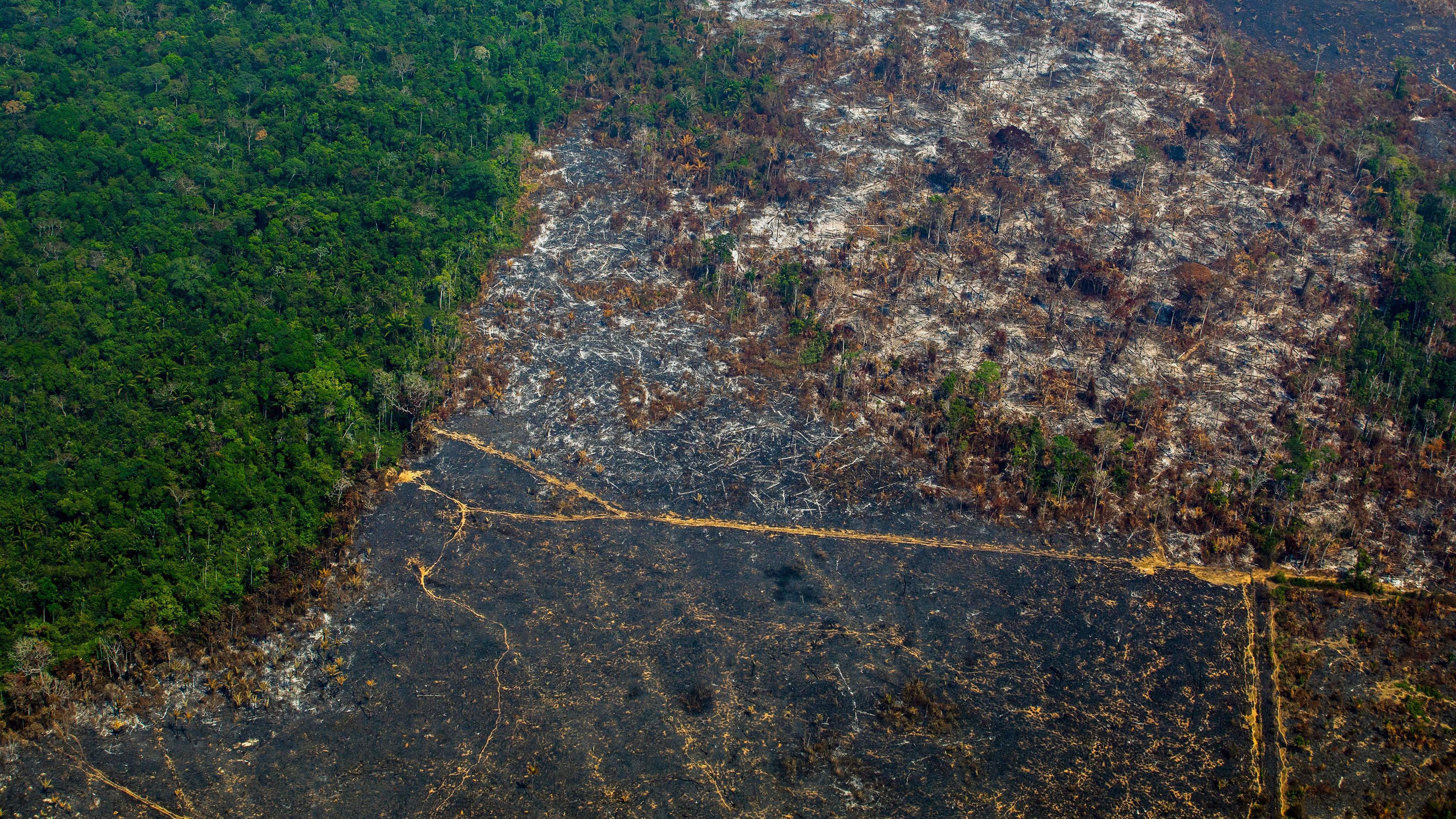 Global Deforestation Surges: Wildfires Contribute To Unprecedented Loss Global Deforestation Surges: Wildfires Contribute To Unprecedented Loss