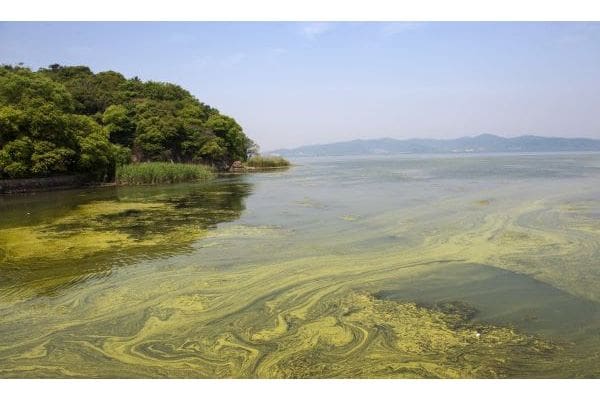 Harmful Algal Bloom Threatens California's Coastal Marine Life Harmful Algal Bloom Threatens California's Coastal Marine Life