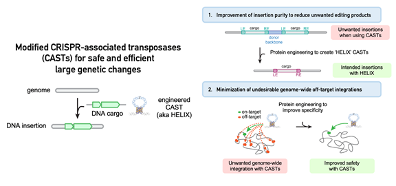 Harnessing CRISPR's Power:  Inserting Entire Genes Into Human DNA