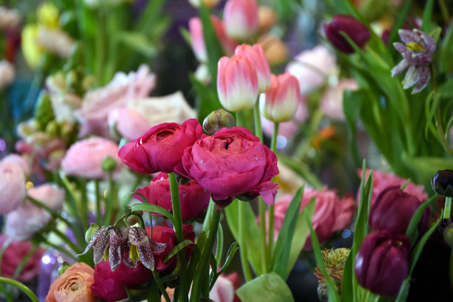 Harrogate Spring Flower Show 2024: Dates, Tickets & Highlights Harrogate Spring Flower Show 2024: Dates, Tickets & Highlights