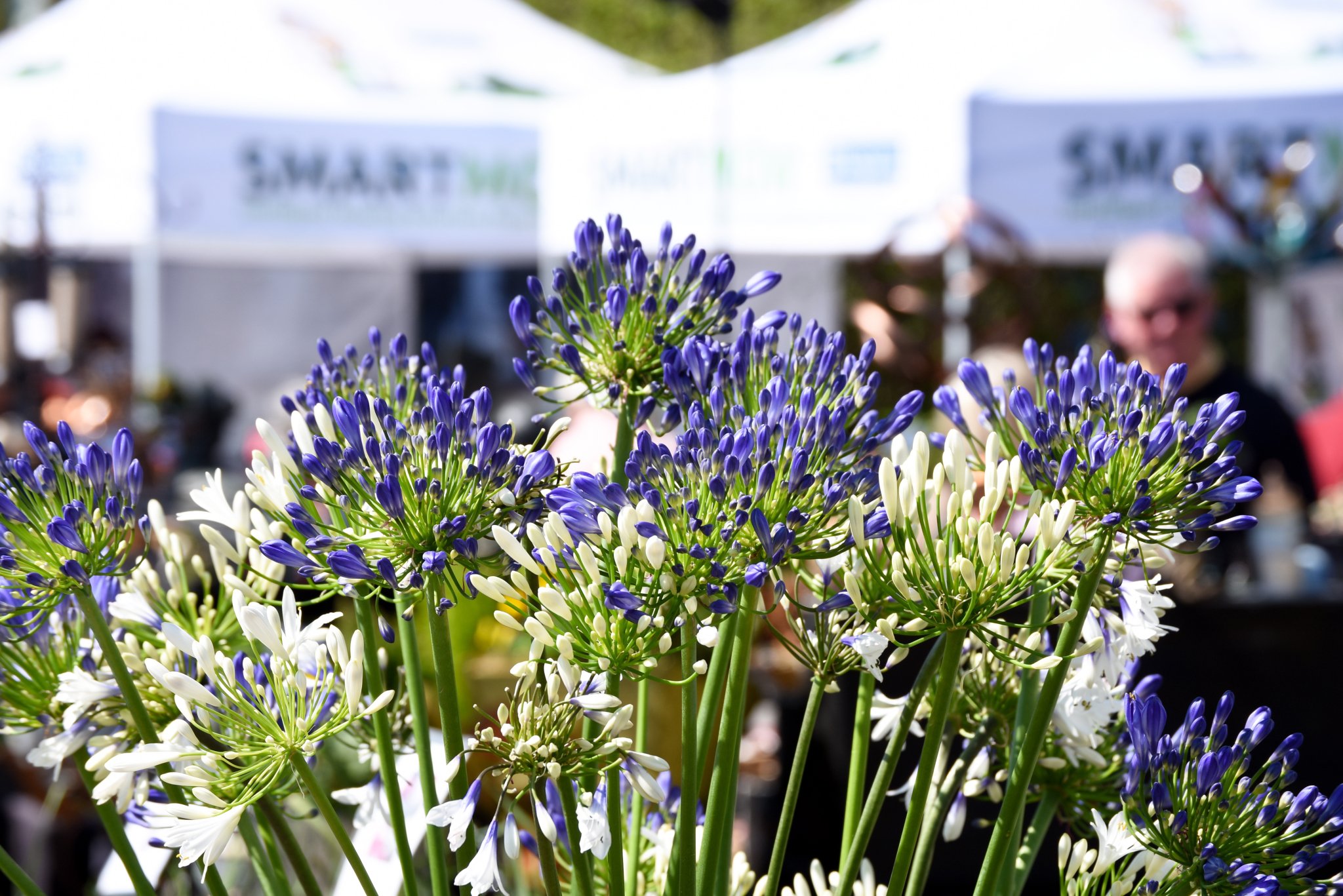 Harrogate Spring Flower Show Returns: April 24-27, 2025 Harrogate Spring Flower Show Returns: April 24-27, 2025