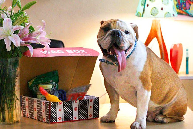 Heads Up For Tails Partners With Uber To Expand Pet-Friendly Travel Options In Delhi And Mumbai Heads Up For Tails Partners With Uber To Expand Pet-Friendly Travel Options In Delhi And Mumbai