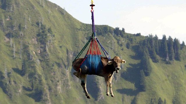 Helicopter Rescue: 96 Cows Airlifted In Swiss Village Operation Helicopter Rescue: 96 Cows Airlifted In Swiss Village Operation