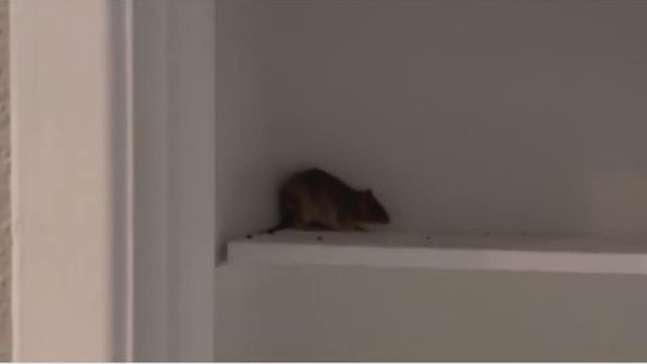 Houston's Rat Infestation: A New Dimension Of Drug Abuse Houston's Rat Infestation: A New Dimension Of Drug Abuse