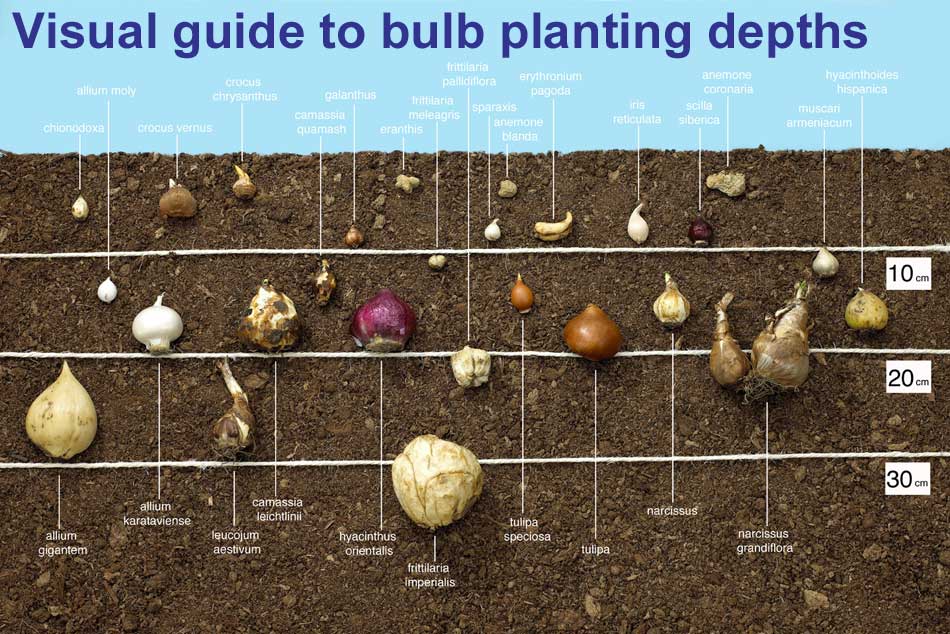 Hyacinth Bulb Planting Guide: Timing For Peak Blooms Hyacinth Bulb Planting Guide: Timing For Peak Blooms
