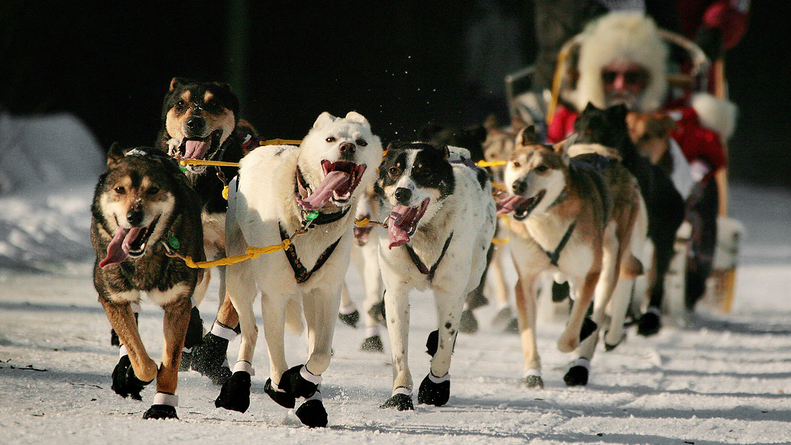 Iditarod 2024: Following 7 Rookie Teams To Nome Iditarod 2024: Following 7 Rookie Teams To Nome