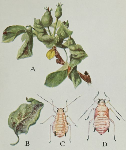 Impact Of Rosy Apple Aphid: 10-30% Decrease Predicted In Apple Production Impact Of Rosy Apple Aphid: 10-30% Decrease Predicted In Apple Production