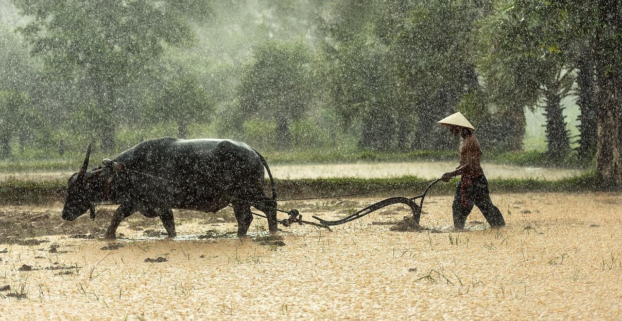 Improved Monsoon Outlook Boosts Expectations For Indian Agriculture And Consumer Spending Improved Monsoon Outlook Boosts Expectations For Indian Agriculture And Consumer Spending