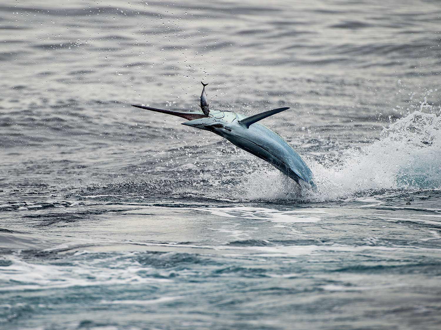 Increased Torpedo Bat Usage Among Marlin Anglers Increased Torpedo Bat Usage Among Marlin Anglers