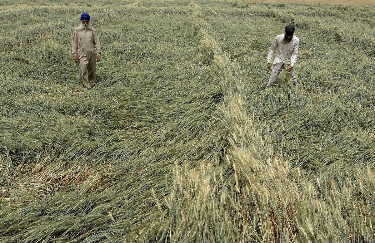 India's Farm Sector Poised For Growth Thanks To Favorable Monsoon Predictions India's Farm Sector Poised For Growth Thanks To Favorable Monsoon Predictions