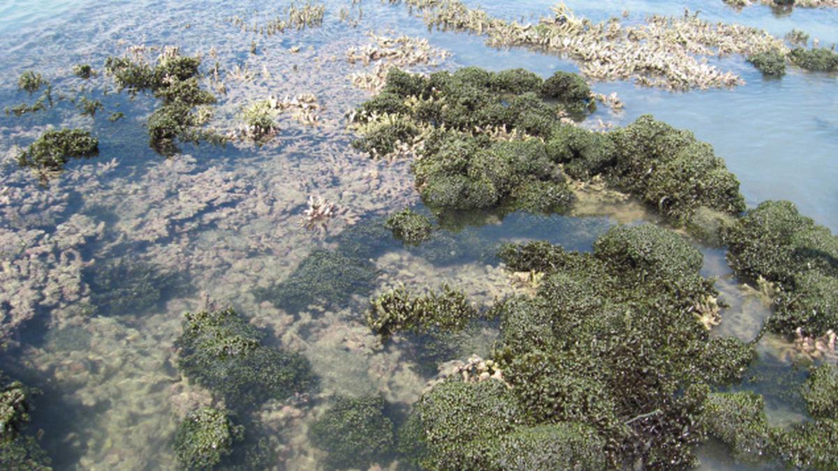 Invasive Seaweed: A Devastating Threat To Australia's Marine Ecosystem Invasive Seaweed: A Devastating Threat To Australia's Marine Ecosystem