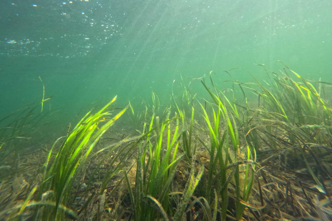 Investing In Scotland's Future: Seagrass Planting And Coastal Restoration Investing In Scotland's Future: Seagrass Planting And Coastal Restoration