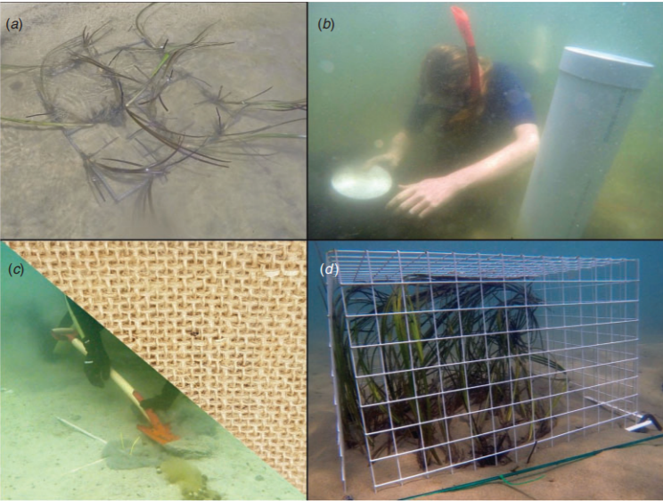 Investing In Scotland's Future: Seagrass Restoration Projects Along The Coastline Investing In Scotland's Future: Seagrass Restoration Projects Along The Coastline