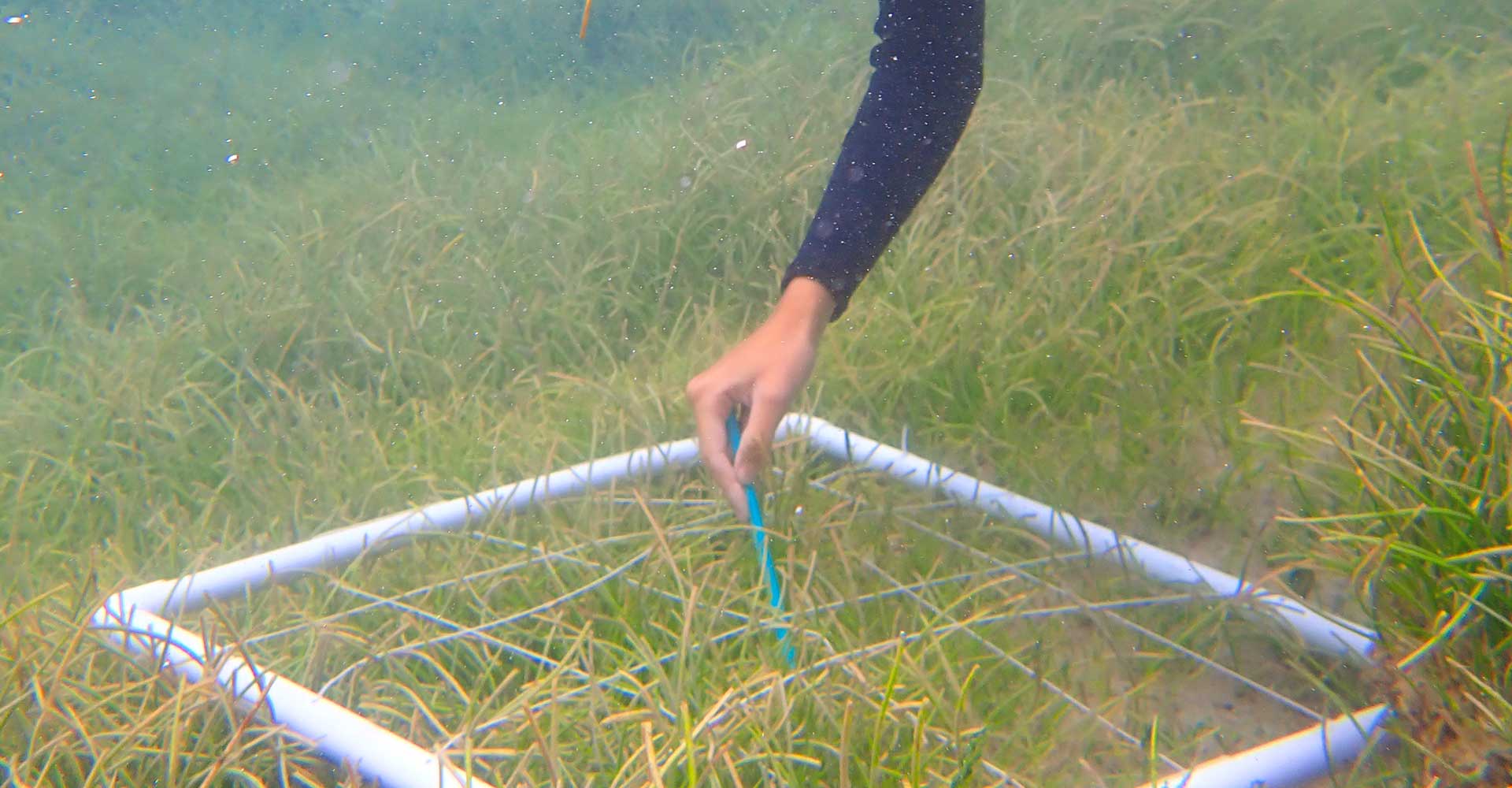 Investing In Scotland's Future: Seagrass Restoration Projects Investing In Scotland's Future: Seagrass Restoration Projects