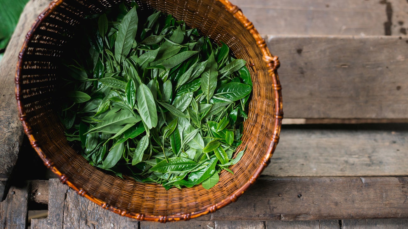 Is Darjeeling Tea's Future At Risk? Is Darjeeling Tea's Future At Risk?