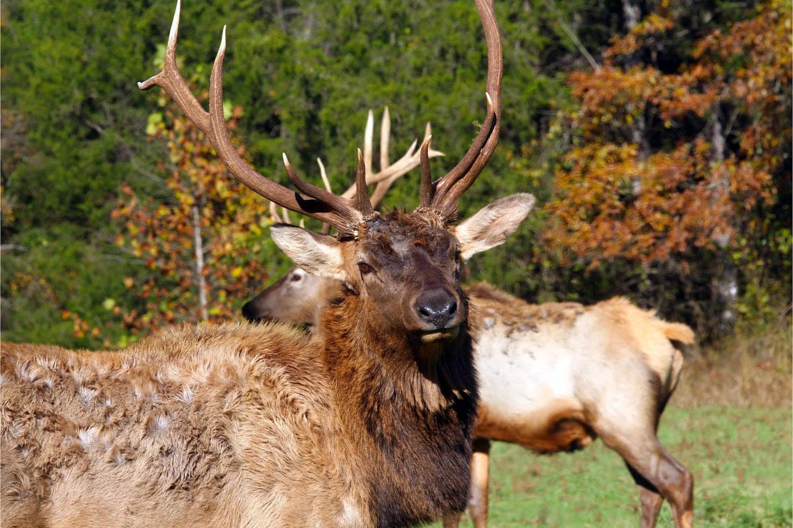 Jackson Elk Hunt Season 2024: Fewer Permits Issued Jackson Elk Hunt Season 2024: Fewer Permits Issued