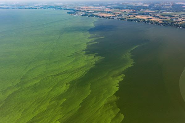 Kodiak Shellfish Harvest Under Threat:  Second Harmful Algal Bloom Reported