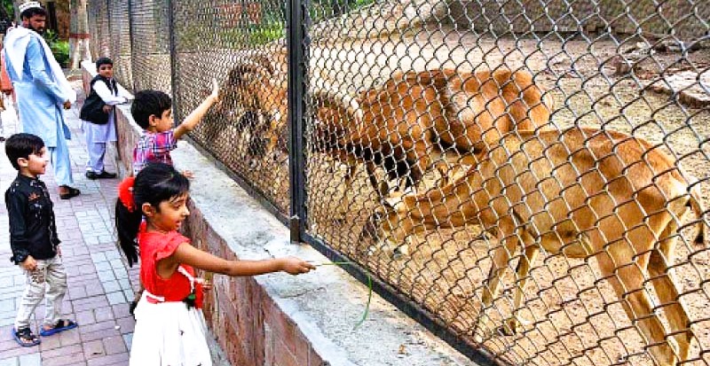 Lahore Zoo Ticket Price Hike: Clarification From Marriyum Aurangzeb Lahore Zoo Ticket Price Hike: Clarification From Marriyum Aurangzeb