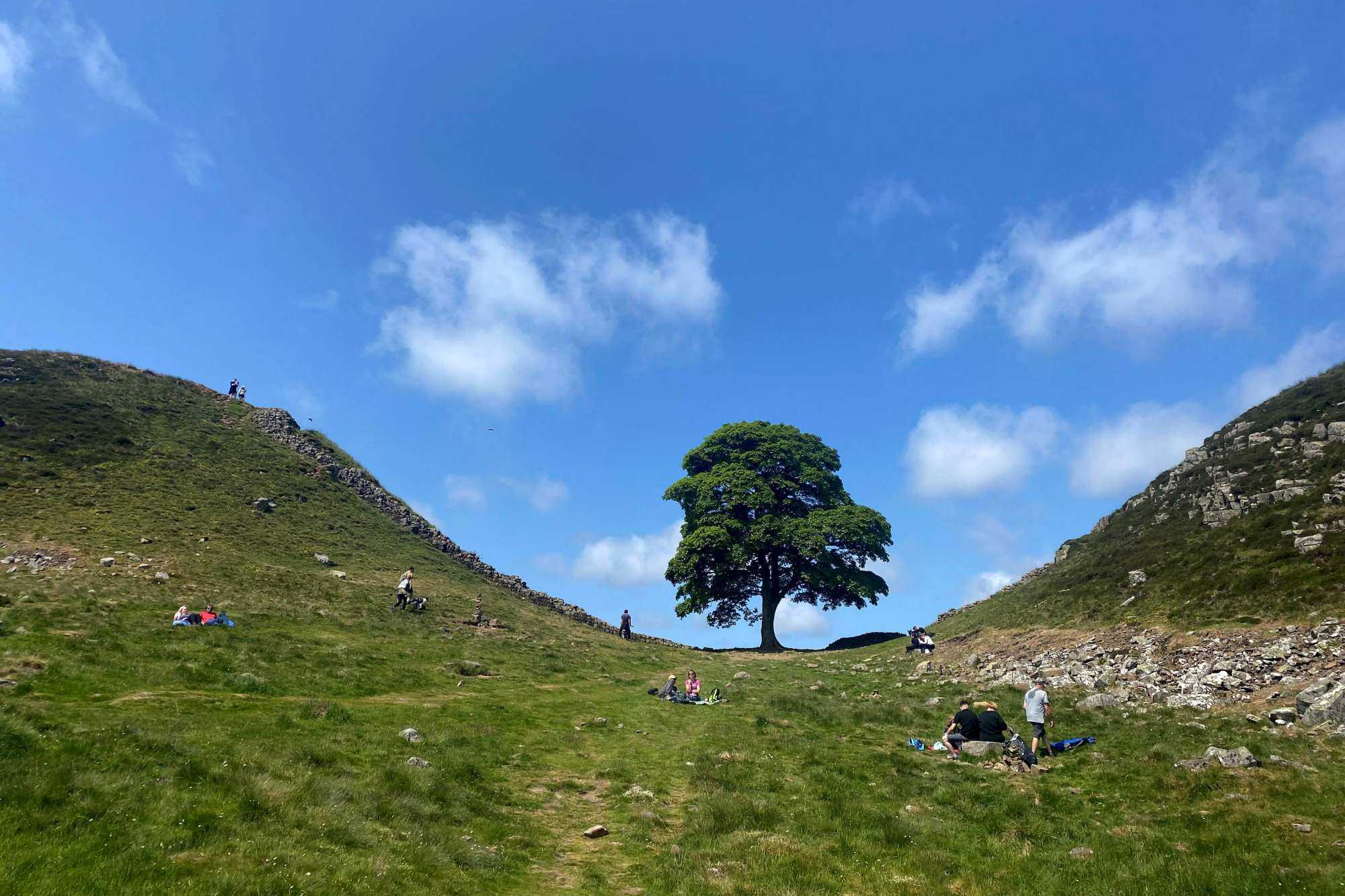 Landmark Sycamore Gap Tree: Conviction Of Those Responsible Landmark Sycamore Gap Tree: Conviction Of Those Responsible