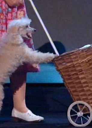 Latest News: Britain's Got Talent And The Teddy Magic Performance Latest News: Britain's Got Talent And The Teddy Magic Performance