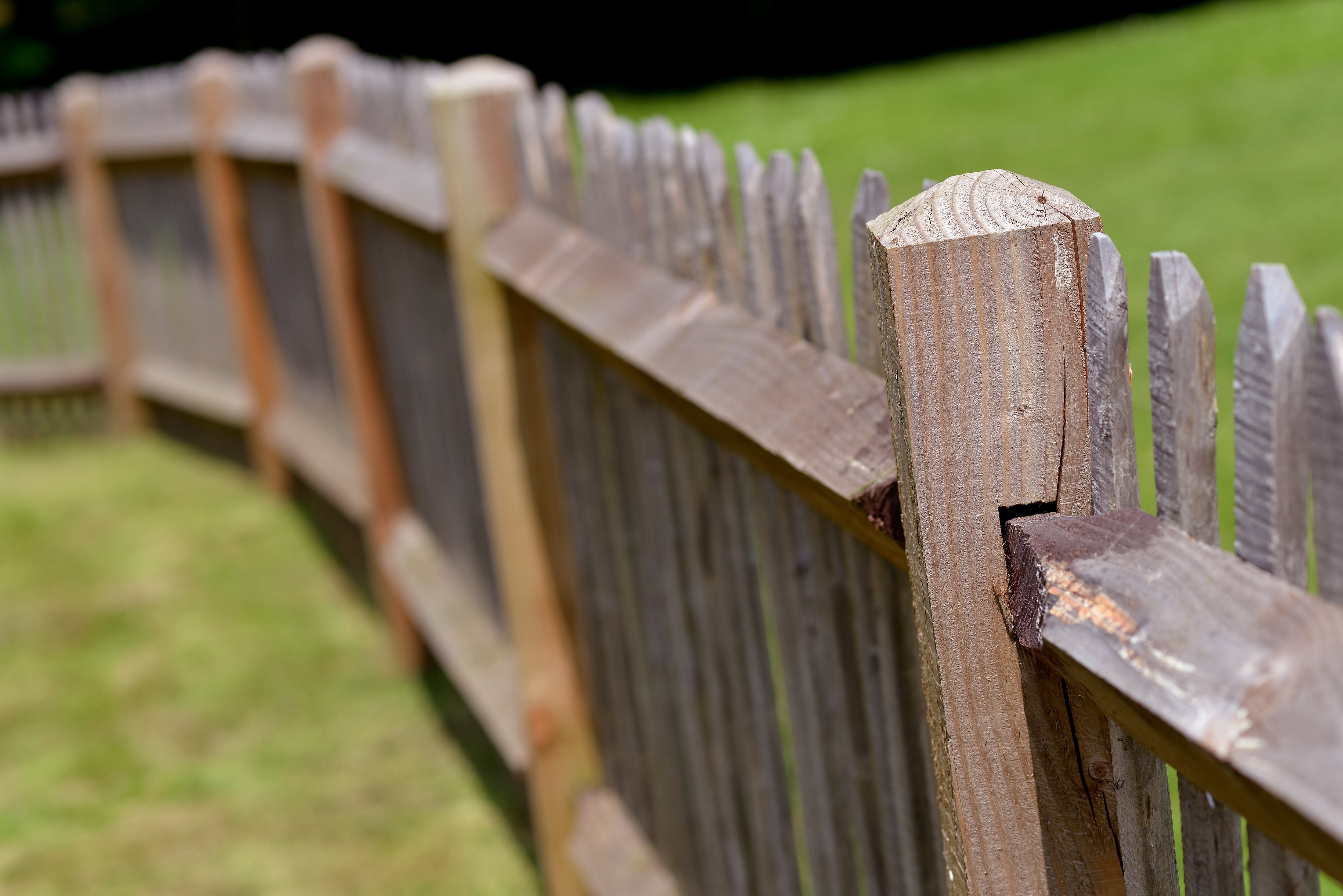 Living Fences: Types, Planting, And Care