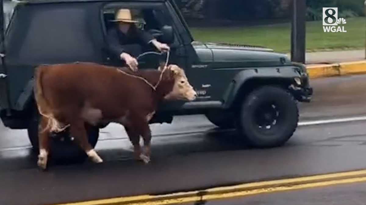 Loose Cows Spotted In Lancaster County Park: Location And Updates Loose Cows Spotted In Lancaster County Park: Location And Updates