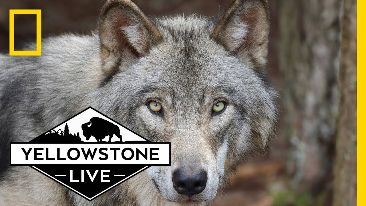 Lost Wolves Of Yellowstone: First Trailer Released