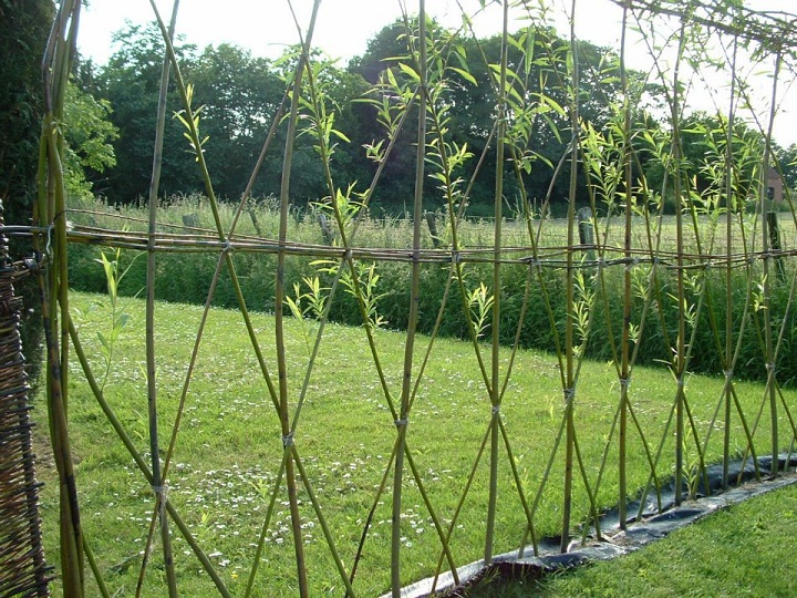 Maintaining A Healthy Living Fence