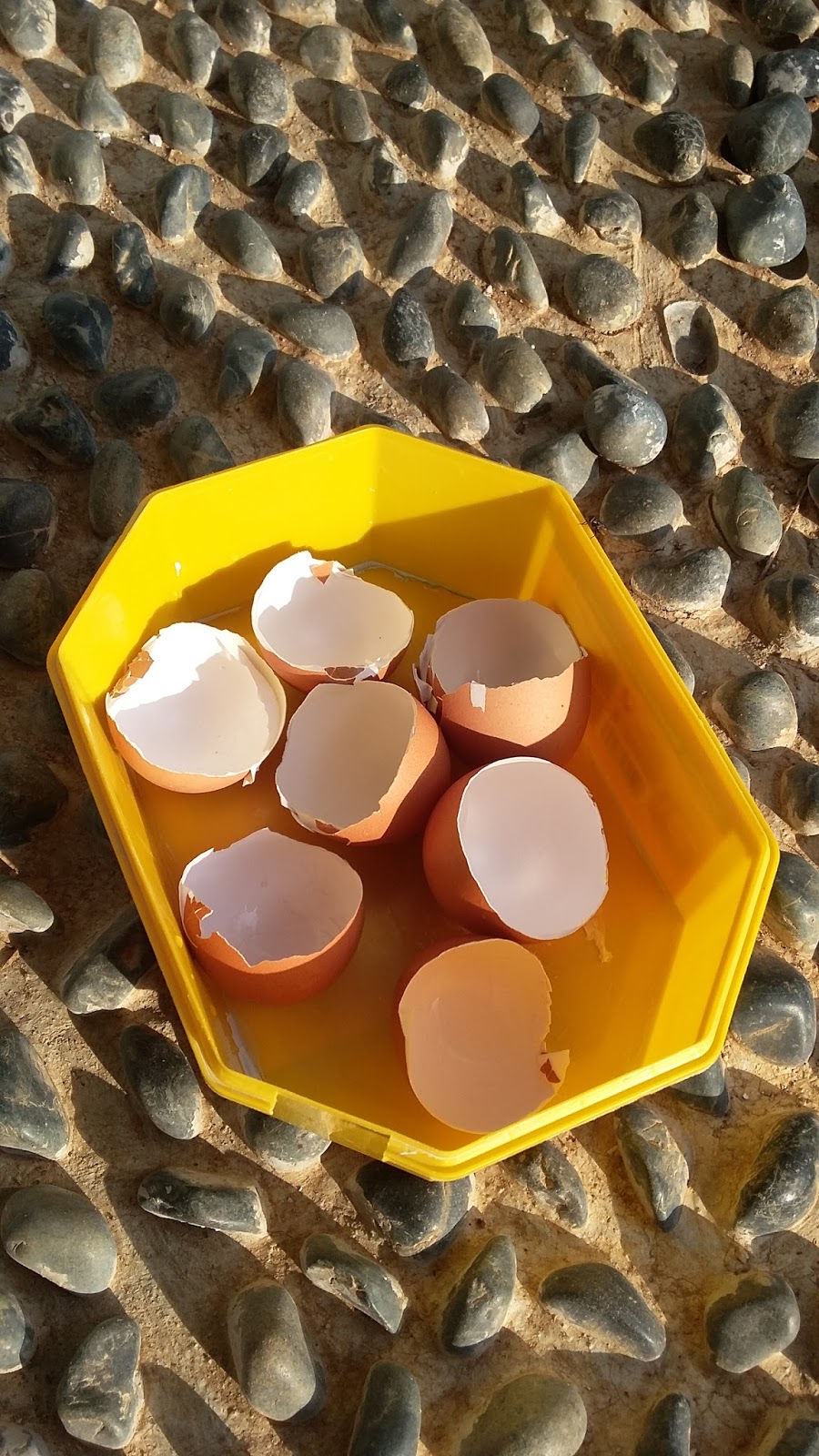 Manfaatkan Cangkang Telur: Pupuk Alami Dan Sumber Nutrisi Untuk Pertumbuhan Optimal Manfaatkan Cangkang Telur: Pupuk Alami Dan Sumber Nutrisi Untuk Pertumbuhan Optimal