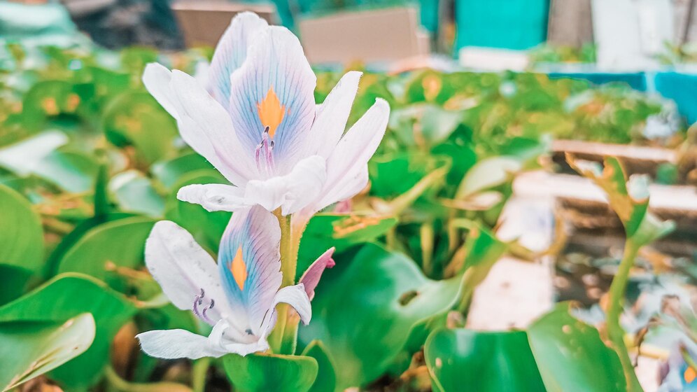 Maximize Hyacinth Blooms: A Guide To Proper Planting Maximize Hyacinth Blooms: A Guide To Proper Planting