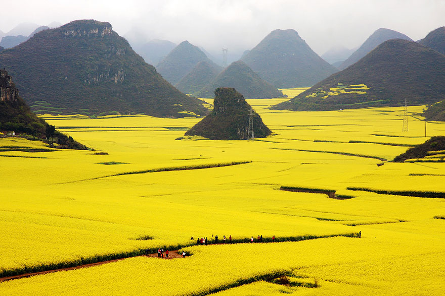 New Canola Sources For China: A Look At The Post-Canada Landscape New Canola Sources For China: A Look At The Post-Canada Landscape