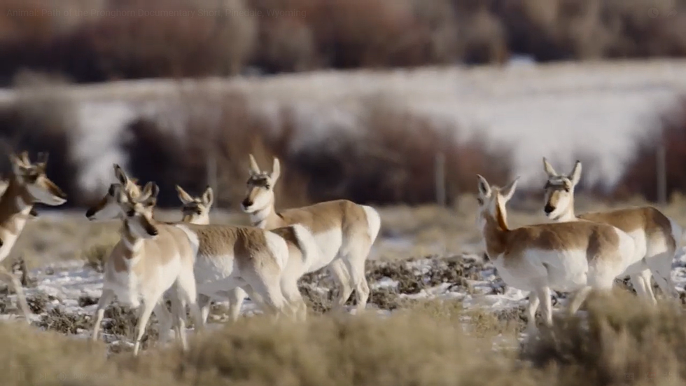 New Documentary Shows Pronghorn Rescue After Harsh Winter New Documentary Shows Pronghorn Rescue After Harsh Winter