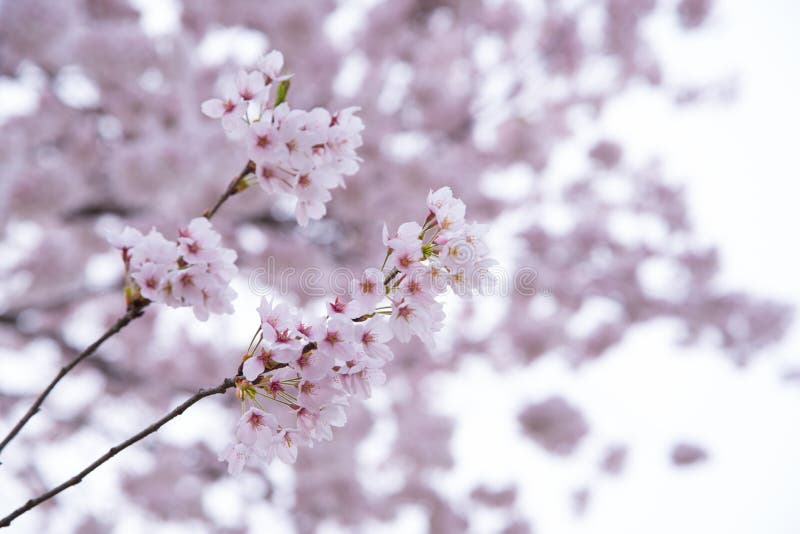 Optimal Springwatch Timing For Japan's Cherry Blossoms Optimal Springwatch Timing For Japan's Cherry Blossoms